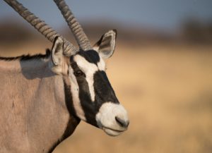 Trophy Gemsbok picture staring into the distance
